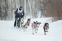 Алексей Скулкин: «Одна собака просто отказалась бежать»